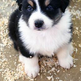 Black Tri Boy 1 (Ivy x Ranger) - Black tri-color male Australian Shepherd puppy in Nuevo, California from Old West Australian Shepherds