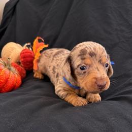 Rafiki AKC 5,000 - Dapple male Dachshund puppy in Indian Trail, North Carolina from Hilda’s Teenie Weenies