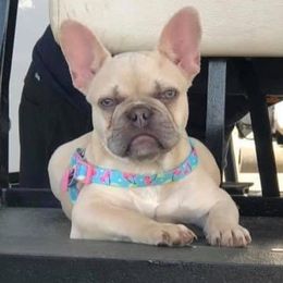 Willow - French Bulldog