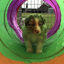 Australian Shepherd Puppies from Integrity Australian Shepherds