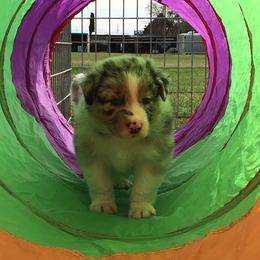 Australian Shepherd Puppies from Integrity Australian Shepherds