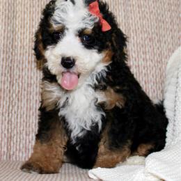 Sophie- READY NOW - Tri-color female Bernedoodle puppy in Apple Creek, Ohio from Cuddle Paws