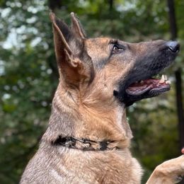 Luna - German Shepherd