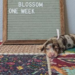 Blossom - Dapple female Dachshund puppy in Indianapolis, Indiana from Englehaus Dachshunds