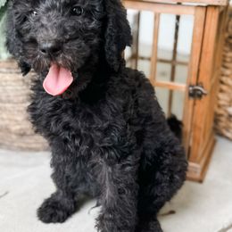 Labradoodle Puppies from M4 Doodles