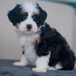 Pocahontas - Tri-color female Bernedoodle puppy in Dundee, Ohio from Down Home Doodle