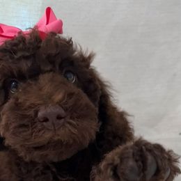 Ethel - Chocolate female Goldendoodle puppy in Afton, Oklahoma from C5 Doodles
