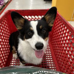 Beaux - Pembroke Welsh Corgi