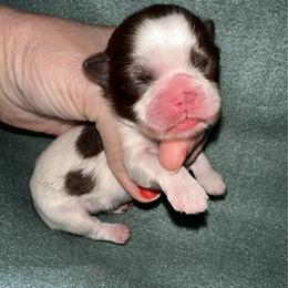 Chocolate and white - Liver and white male Shih Tzu puppy in Phillipsburg, New Jersey from Debilyn’s Shih Tzu’s