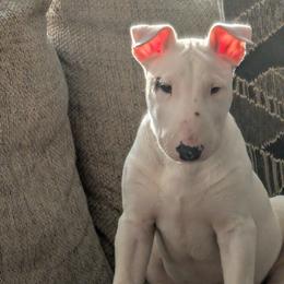 Chunk - White and brindle male Bull Terrier puppy in Withee, Wisconsin from Luxury Bulls