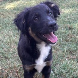 Snickers - Black tri male Miniature American Shepherd puppy in Millington, Tennessee from Goading Glee Glade