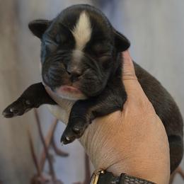 Sealed Brindle girl 7 - Brindle female Boxer puppy in Red Boiling Springs, Tennessee from Silver Rain