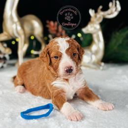 Blue boy - Red male Bernedoodle puppy in Waukesha, Wisconsin from Bernedoodle Boutique (and Cavapoos)