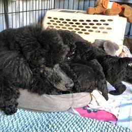 Poodle Puppies from Linden Poodles