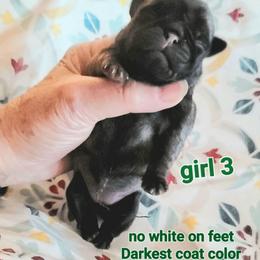 Girl 3 - Fawn female Pug puppy in Phoenix, Arizona from Pug Place Phoenix
