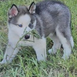 Green Collar - Black and white male Siberian Husky puppy in Lake Arthur, Louisiana from Gingers Husky Mansion
