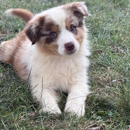 Boy 1 - Red merle male Australian Shepherd puppy in Lowell, Indiana from Bearfoot Aussies and Tollers