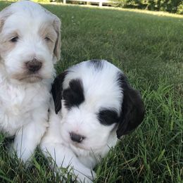 Australian Labradoodle Puppies from Asheville Doodles