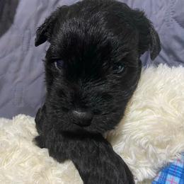 Yellow Sun( 6 male black with white thin stripe down chest - Black male Miniature Schnauzer puppy in Ravensdale, Washington from Serenity Schnauzers