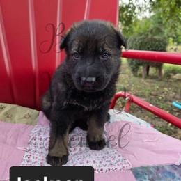 Jackson - Sable male German Shepherd puppy in Cave City, Arkansas from Bayou Valley Shepherds and American Hunt Terriers