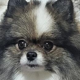Pomeranians from Kelli's Poms