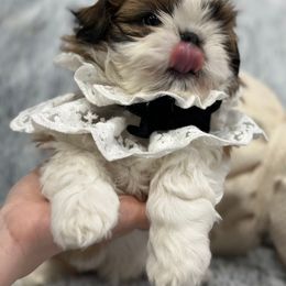 Shih Tzu Puppies from Bay Area Shih Tzu