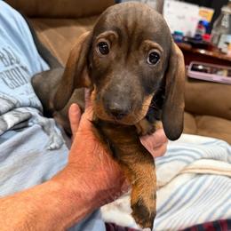 Duke - Wild boar male Dachshund puppy in Superior, Montana from Never Land Dachshunds of Montana