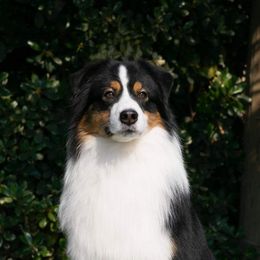 Elway - Australian Shepherd