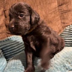 Topaz - Black female Flat-Coated Retriever puppy in Saxapahaw, North Carolina from Banquo