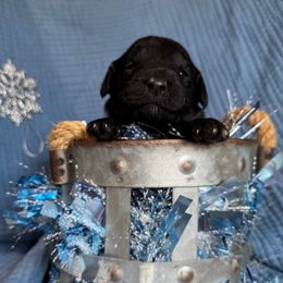Prancer - Black and white male Aussiedoodle puppy in Lodi, California from KJ Doodles