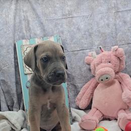 Oggie - Blue male Great Dane puppy in Caldwell, Idaho from Miner's Dynamic Danes