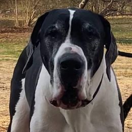 Atlas - Great Dane