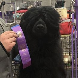 Portuguese Water Dogs from Panion PWDs