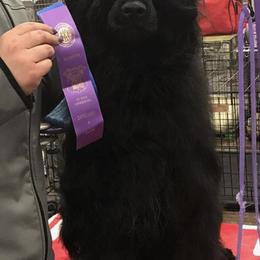 Portuguese Water Dogs from Panion PWDs