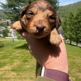 Missy - Dapple female Dachshund puppy in Richwood, West Virginia from Wild and Wonderful Wieners