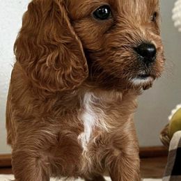 Cavapoos and Goldendoodles from Carmel Classy Doodles