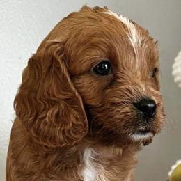 Cavapoos and Goldendoodles from Carmel Classy Doodles