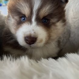 Pomsky Puppies from JadesPomskyResort