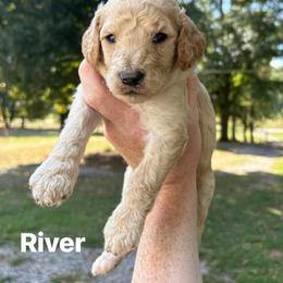 River - Apricot male Poodle puppy in Athens, Georgia from Alexander’s Standard Poodles