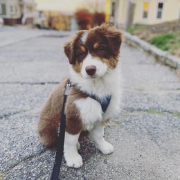 Australian Shepherd Puppies from Whiteley Way Australian Shepherds