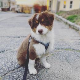 Australian Shepherd Puppies from Whiteley Way Australian Shepherds
