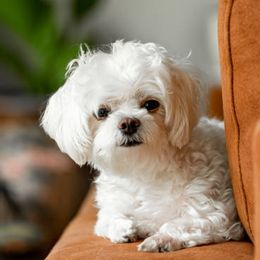 Maltese from Puppy Promise