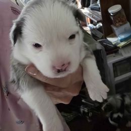 Chip - Blue merle female Miniature Australian Shepherd puppy in Goode, Virginia from Furner Farms