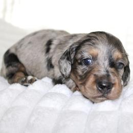Dottie - Dapple female Dachshund puppy in Fairfax, Iowa from Grayson’s Lovable Dachshunds