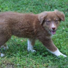 Tessa - Red tri-color female Australian Shepherd puppy in Kansas, Oklahoma from Windy G Farm