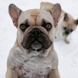French Bulldogs from NTX Frenchies