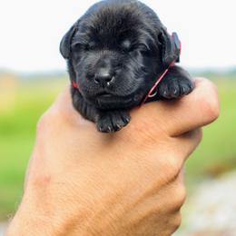 Red Girl - Black female Labrador Retriever puppy in Linville, Virginia from Virginia Labradors