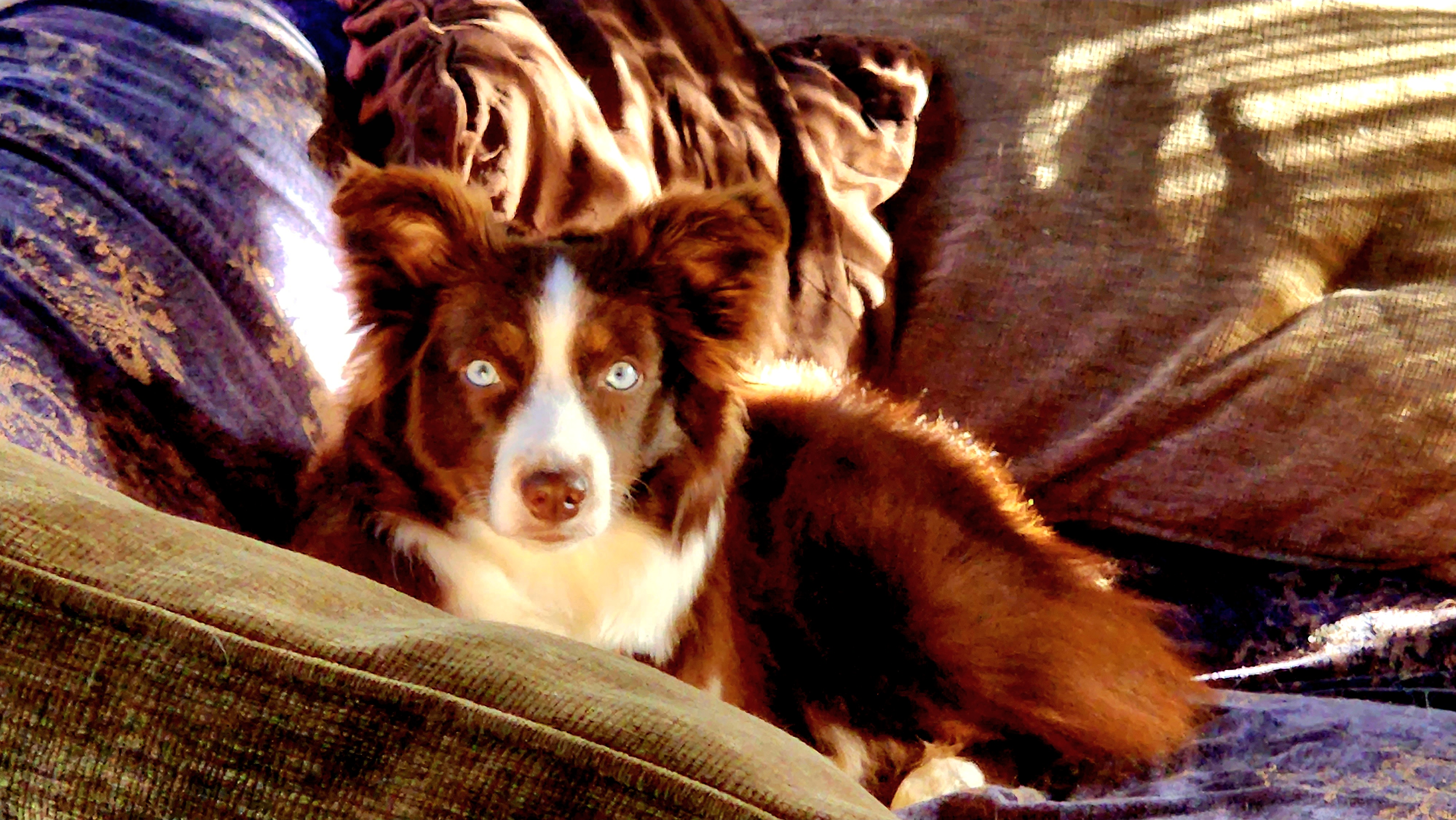 Koa - Miniature Australian Shepherd