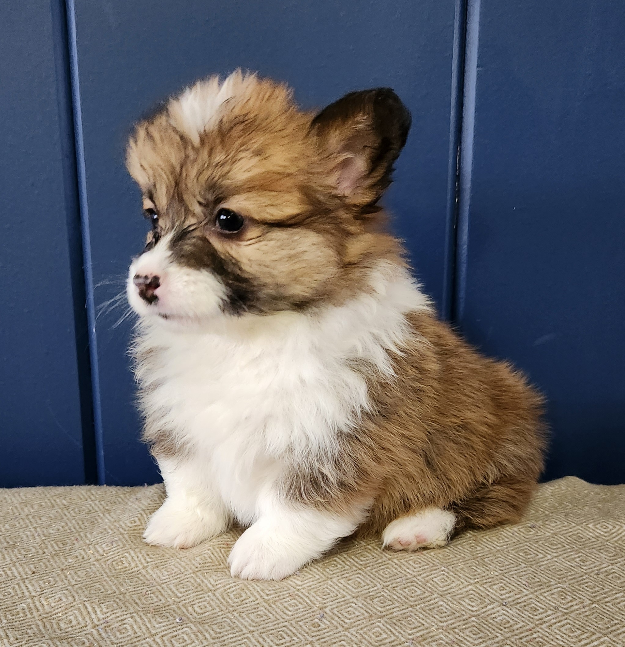 Pembroke Welsh Corgi Puppies from Cozy Corgi Ranch