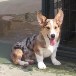 Dumbo - American Corgi